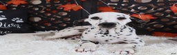 Dalmatian dogs for sale: Dalmatian Puppy 1 - Ad 3