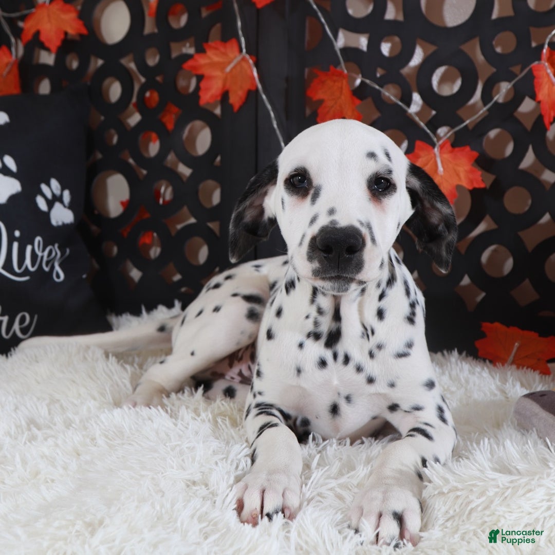 Dalmatian dogs for sale: Dalmatian Puppy 1 - Ad 3
