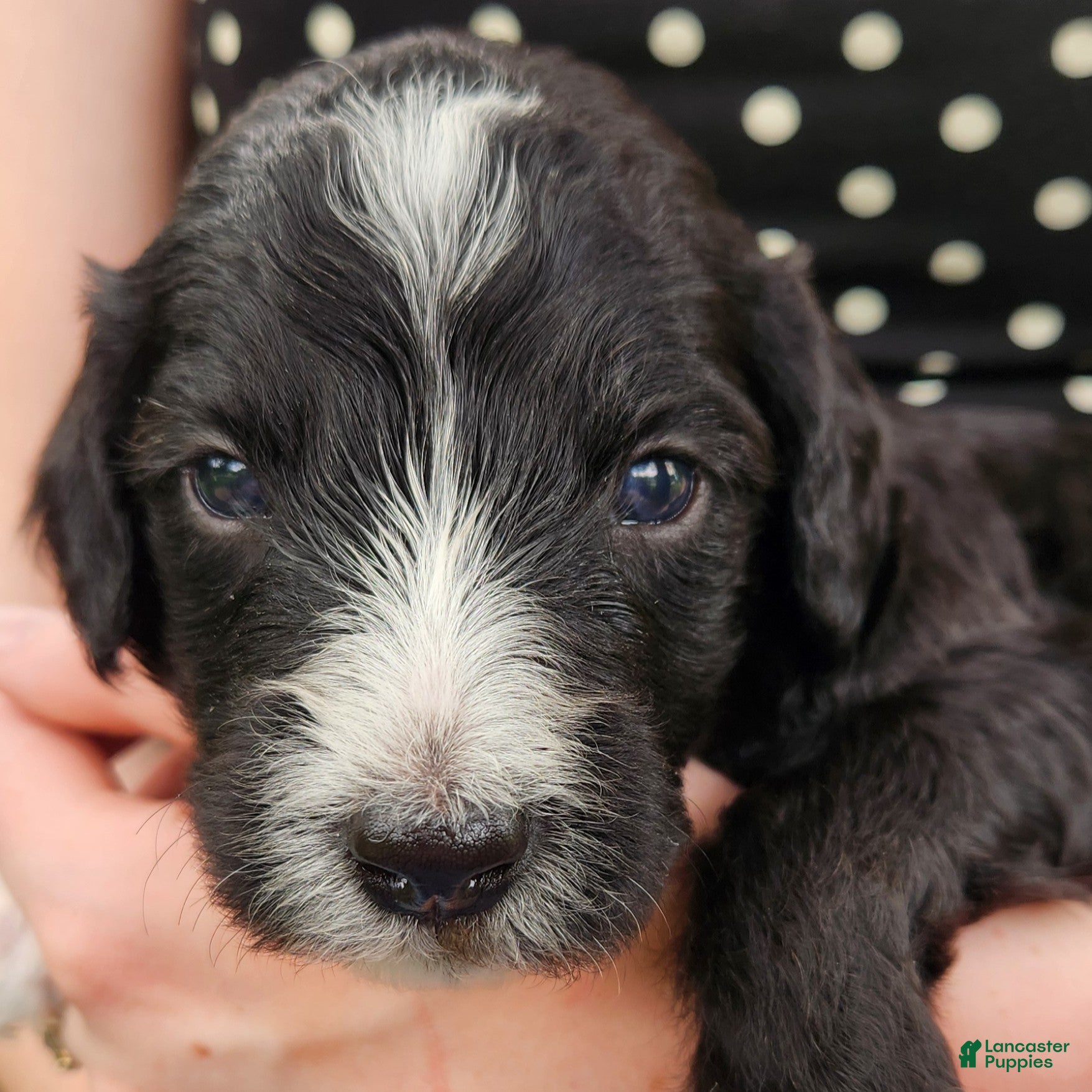 Mini Aussiedoodle dogs Snoopy - Male Tuxedo - Ad 2
