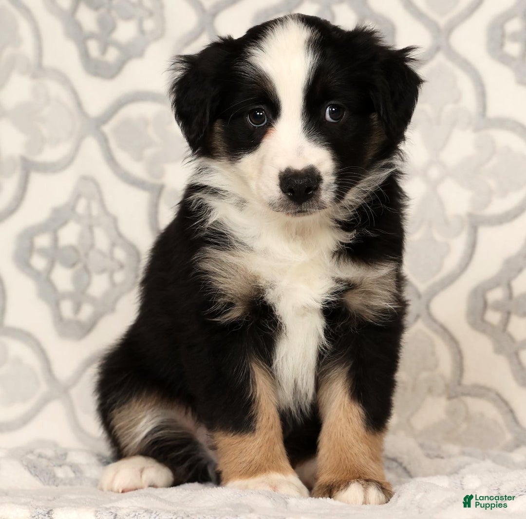 Miniature Australian Shepherd dogs for sale: Jane - Ad 7