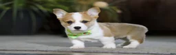 Welsh Corgi Pembroke dogs for sale: Freddy - Ad 4