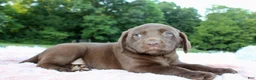 Labrador Retriever dogs for sale: Star - Ad 4