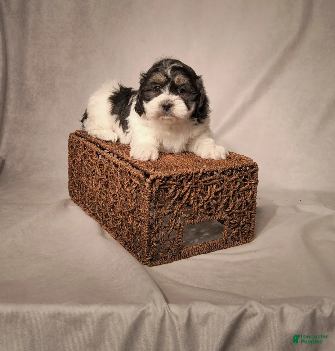 Shih Tzu dogs for sale: Robo - Ad 1