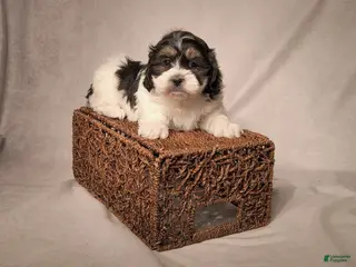 Shih Tzu dogs for sale: Robo - Ad 2