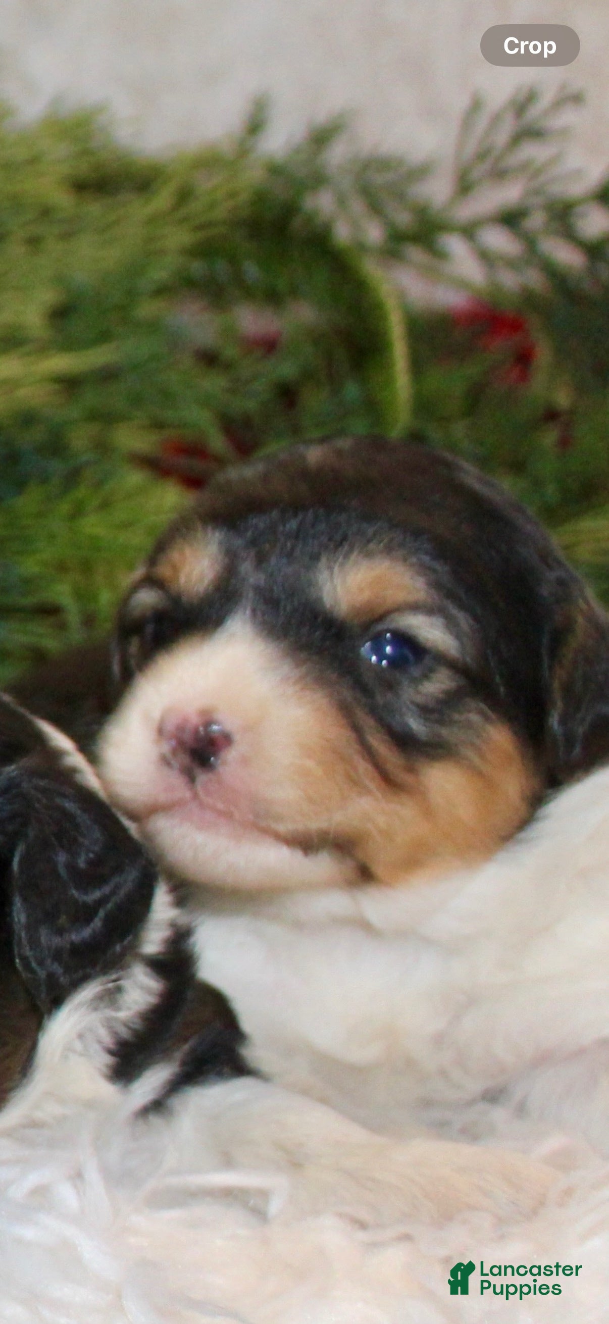 Mini Aussiedoodle dogs Mini Aussiedoodle Puppy 4 - Ad 6