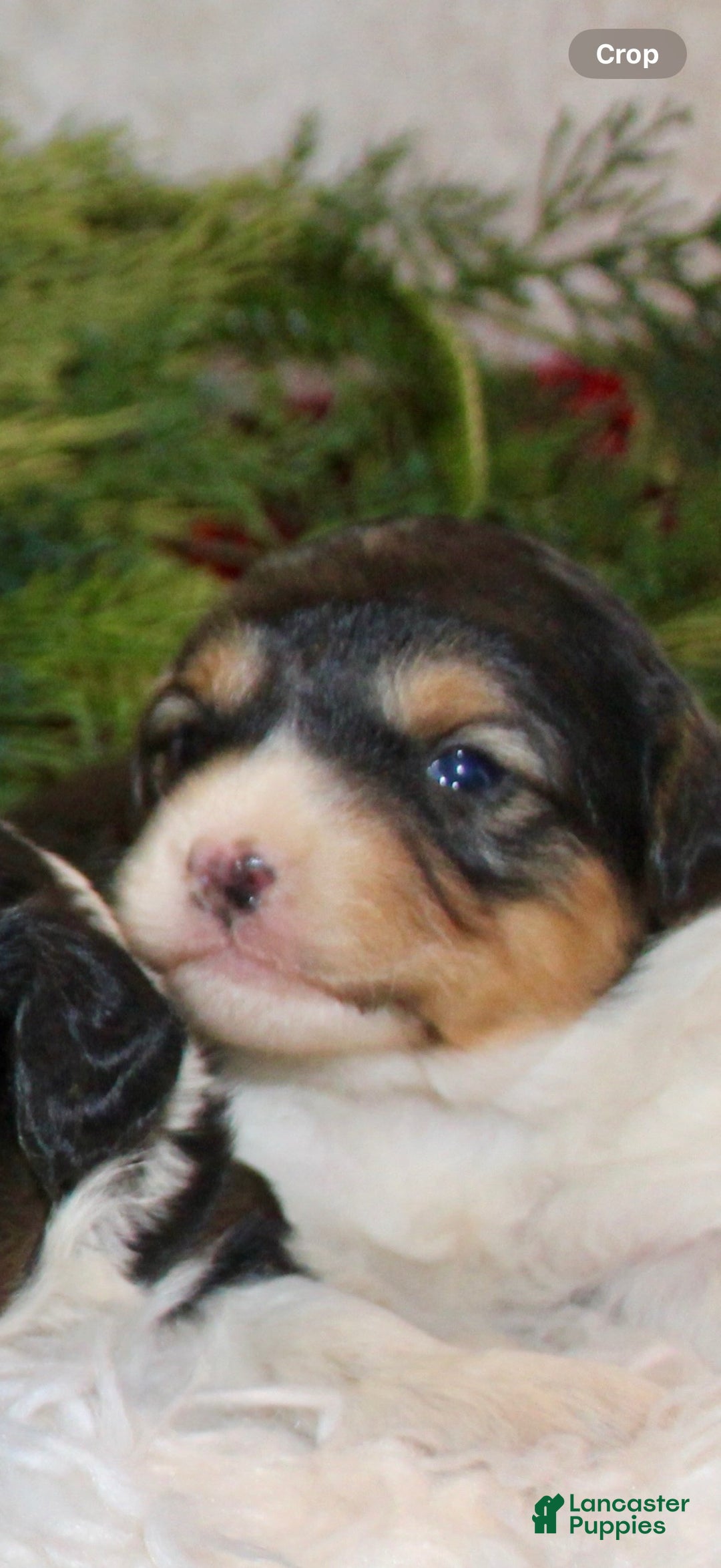 Mini Aussiedoodle dogs for sale: Mini Aussiedoodle Puppy 4 - Ad 1