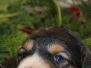 Mini Aussiedoodle dogs Mini Aussiedoodle Puppy 4 - Ad 6