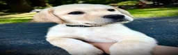 Labrador Retriever dogs for sale: Windsor - Ad 3