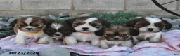 Mixed Breed dogs for sale: Bonnie  - Ad 5