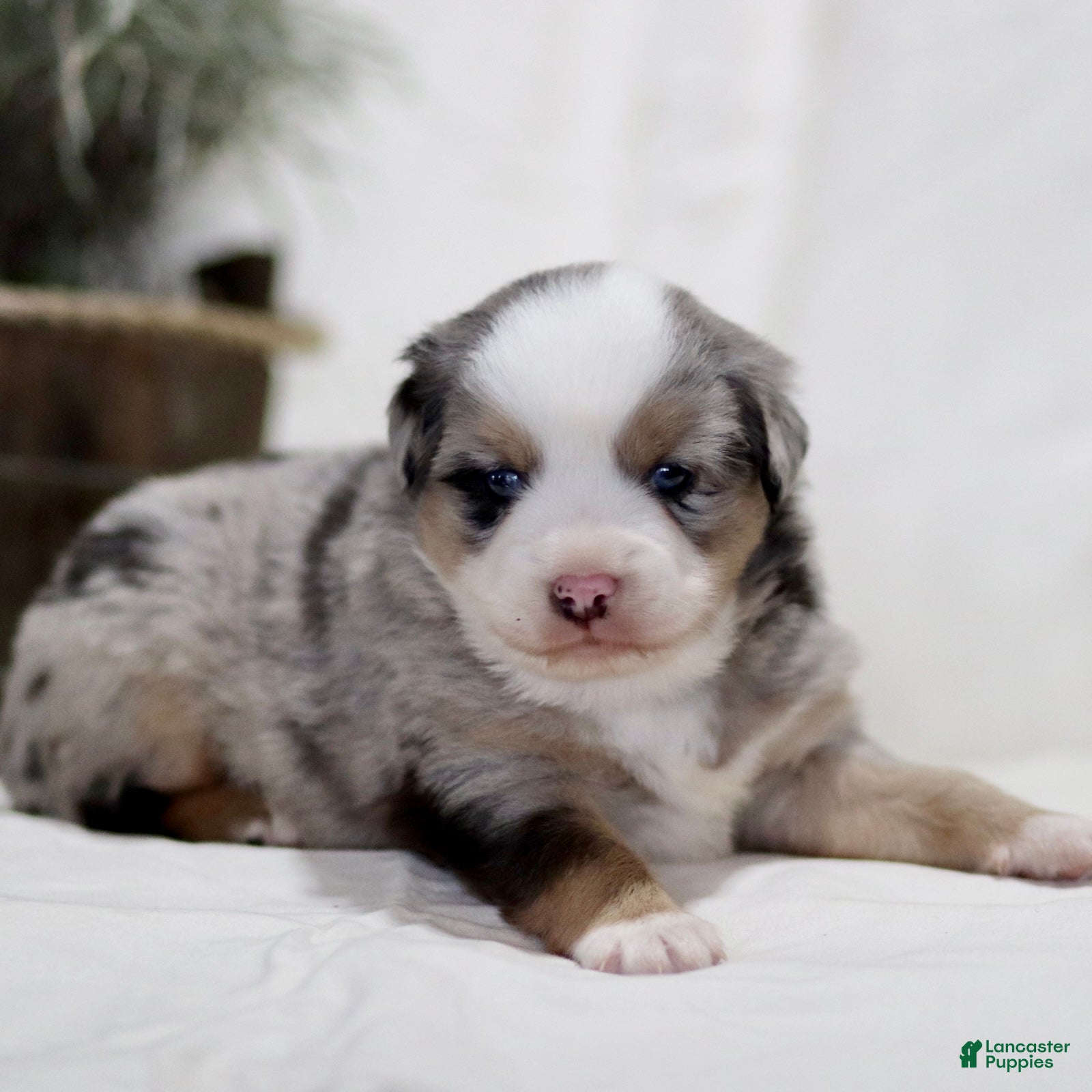 Miniature Australian Shepherd dogs Adrian - Ad 2