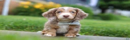 Dachshund dogs for sale: Ollie - Ad 1