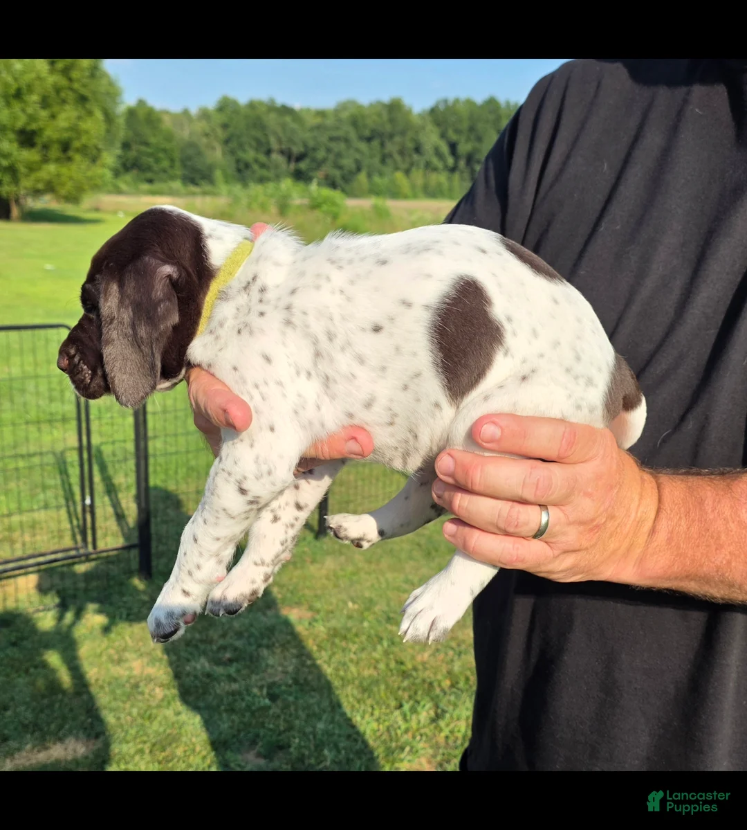 German Shorthaired Pointer dogs for sale: German Shorthaired Pointer ( green collar ) - Ad 2