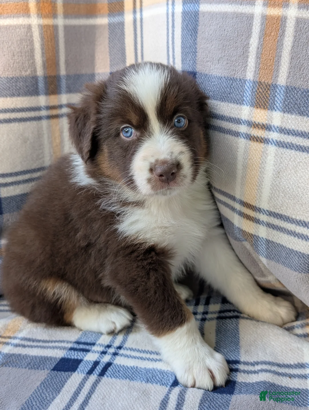 Australian Shepherd dogs for sale: Blitz - Ad 2