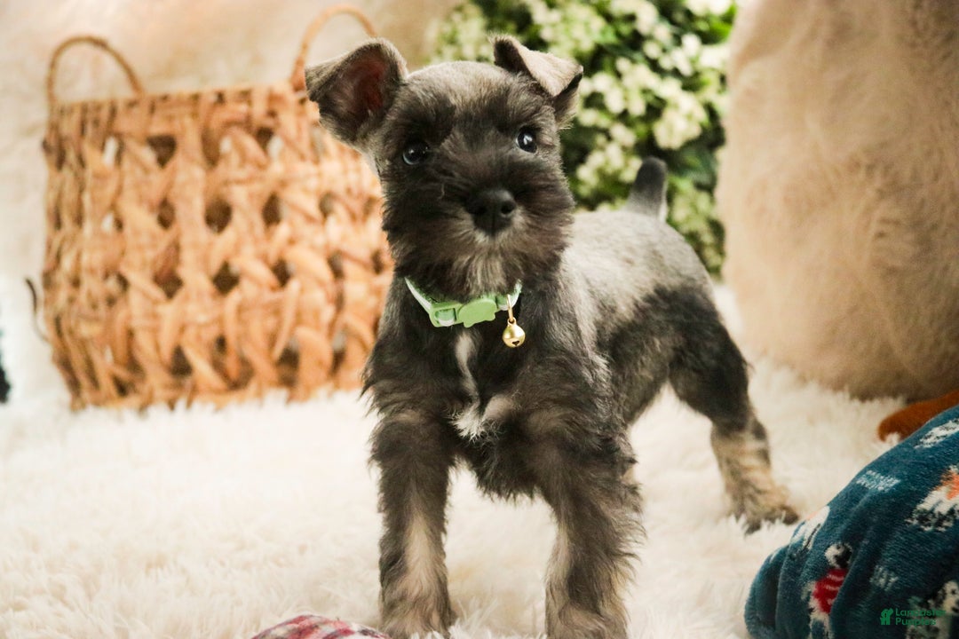 Miniature Schnauzer dogs for sale: Miles - Ad 4