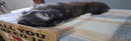 Shih Tzu dogs for sale: Shih Tzu 1 - Ad 3