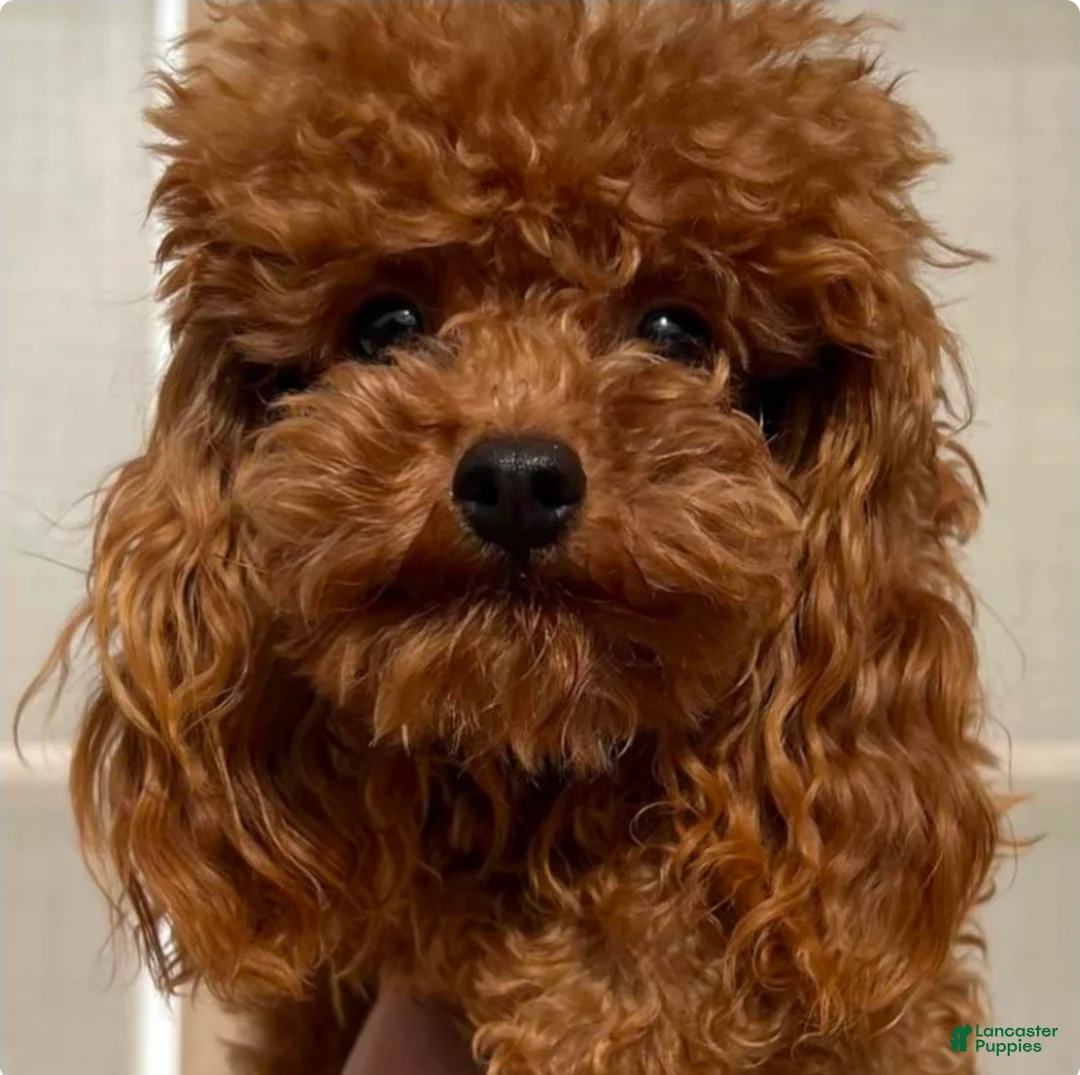 Toy Poodle dogs for sale: Eli - Ad 12