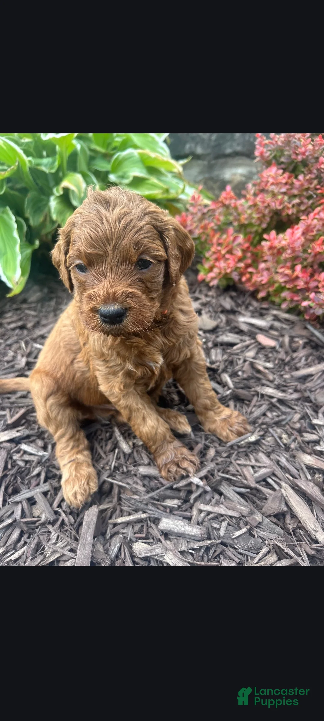 Goldendoodle dogs for sale: Cole - Ad 2