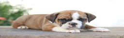 Beabull dogs for sale: Tiny - Ad 2
