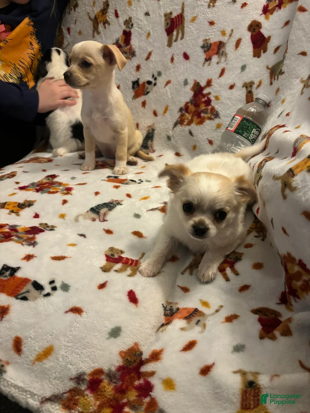 Gallery Image {{count}}