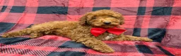 Miniature Poodle dogs for sale: Muffin - Ad 2