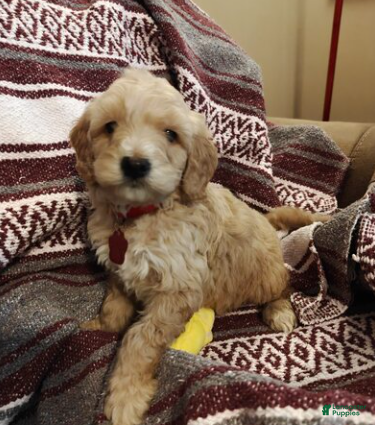 Mini Goldendoodle dogs Leo - Ad 1