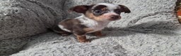 Chihuahua dogs for sale: Susie - Ad 2