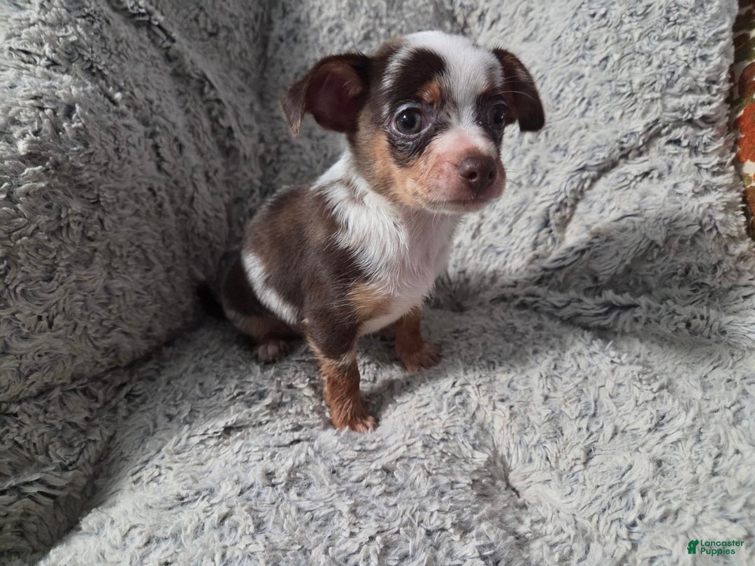 Chihuahua dogs for sale: Susie - Ad 2