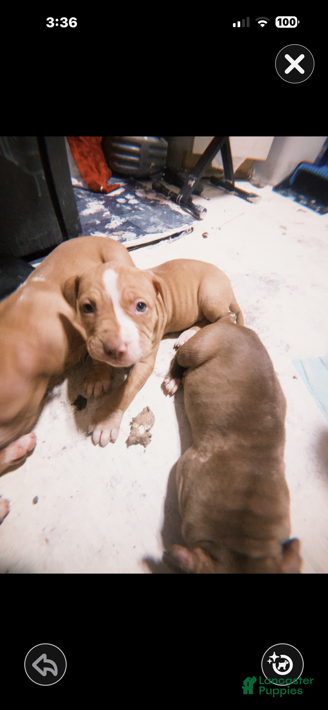 American Pit Bull Terrier dogs American Pit Bull Terrier Puppy 1 - Ad 38