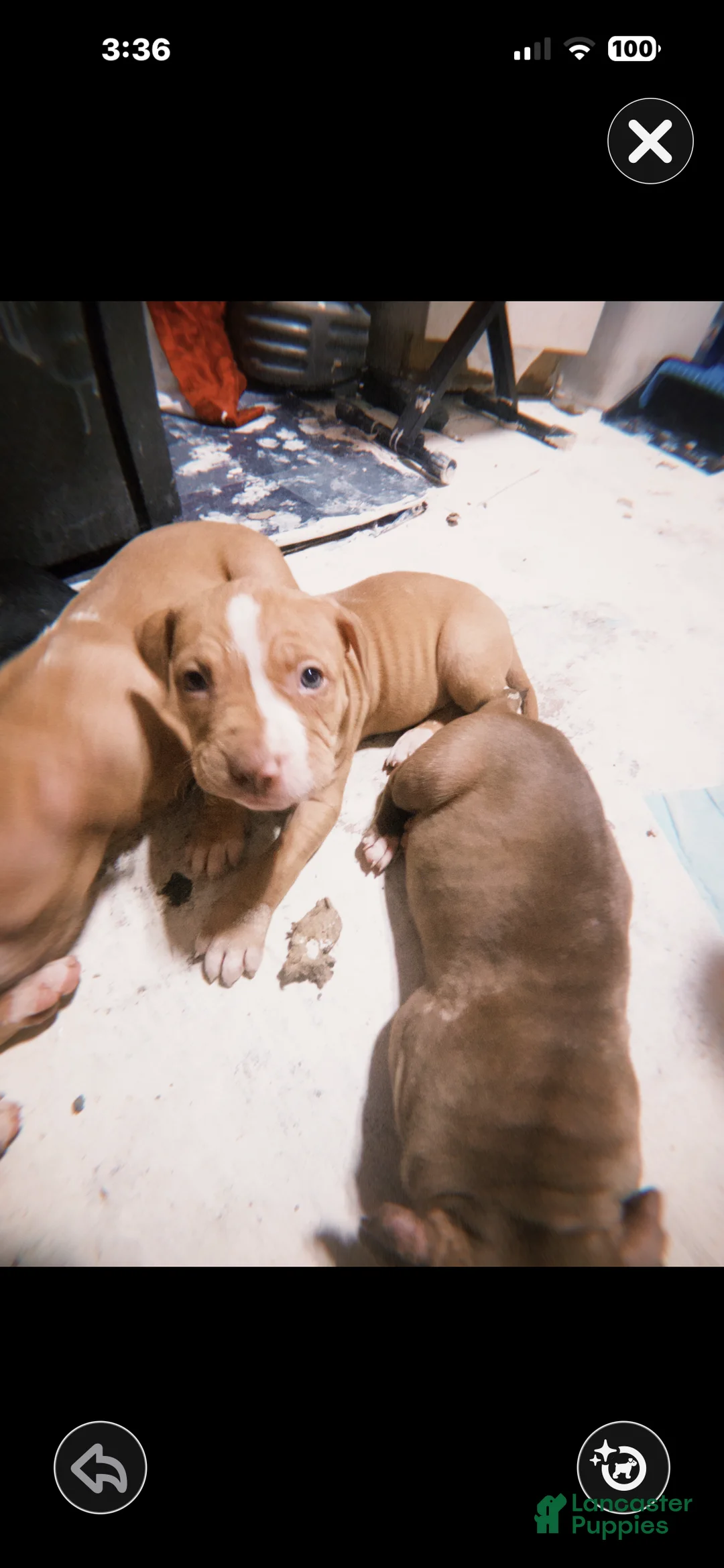 American Pit Bull Terrier dogs for sale: American Pit Bull Terrier Puppy 1 - Ad 1