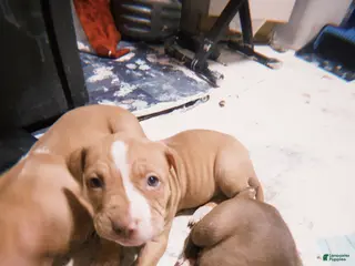 American Pit Bull Terrier dogs American Pit Bull Terrier Puppy 1 - Ad 38