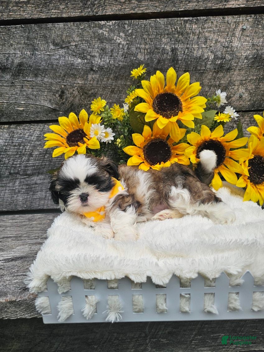 Shih Tzu dogs Marco - Ad 1