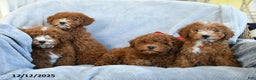 Miniature Poodle dogs for sale: Rita - Ad 5