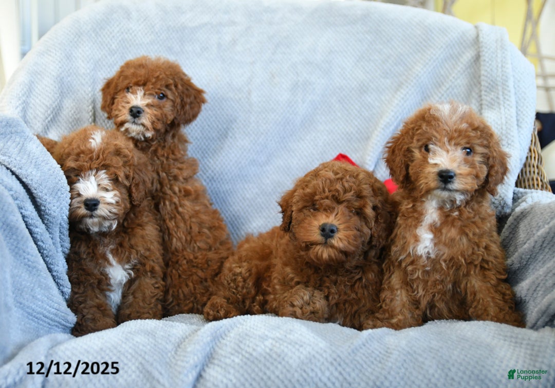 Miniature Poodle dogs for sale: Rita - Ad 5