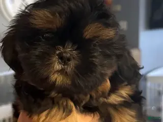 Shih Tzu dogs Shih Tzu Puppy 1 - Ad 24