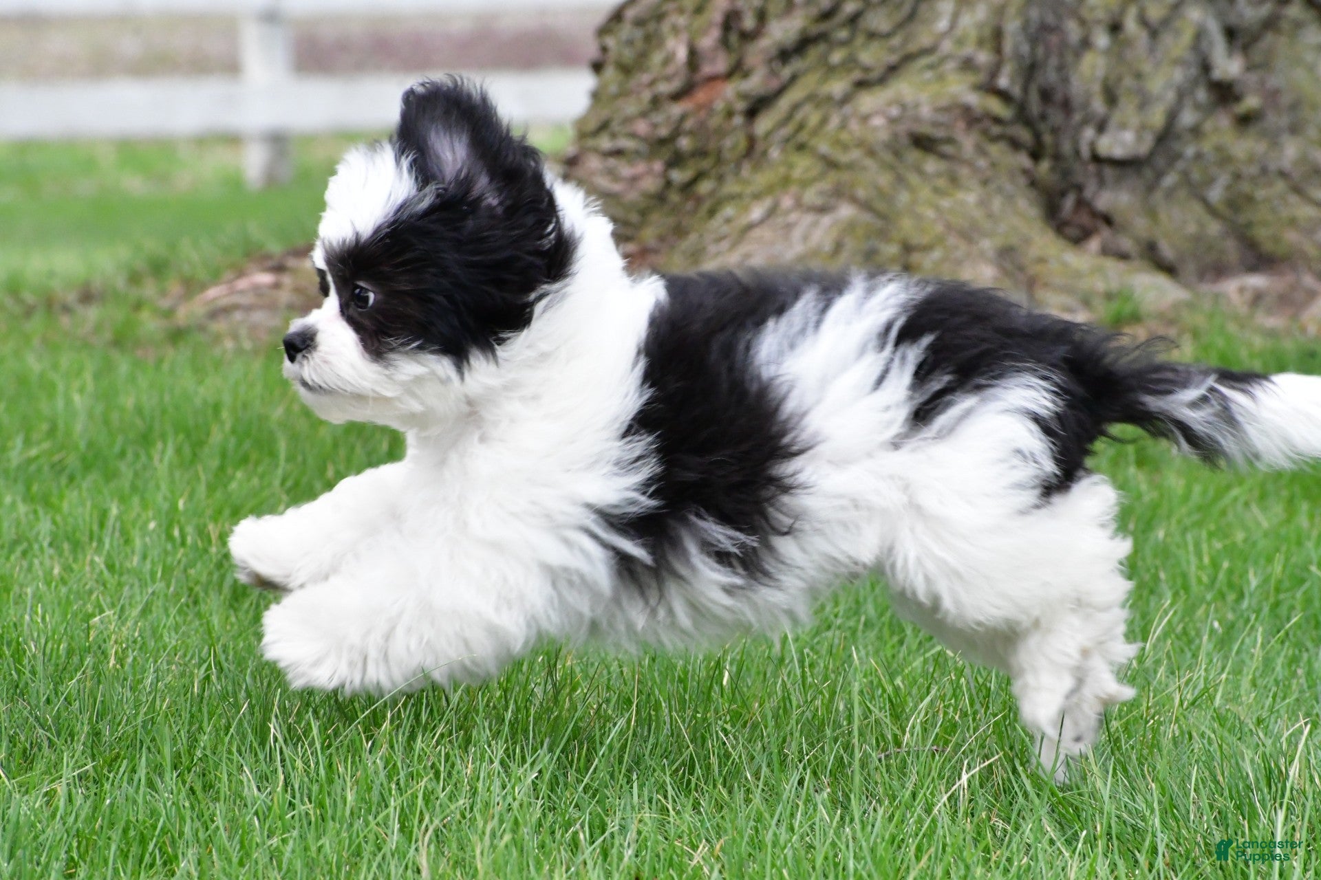 Teddy Bear dogs lincoln - Ad 2