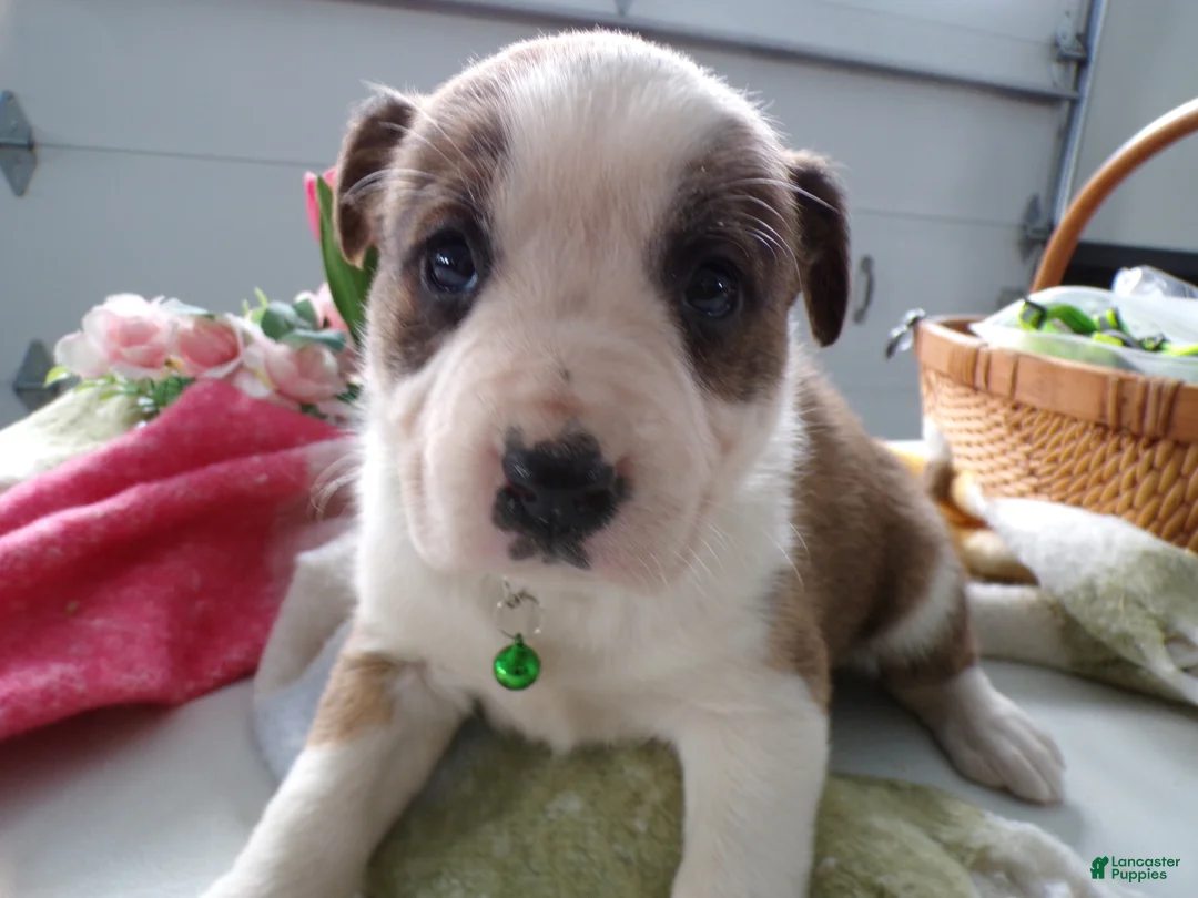 Boxer dogs for sale: Boxer Puppy 2 Buster - Ad 2