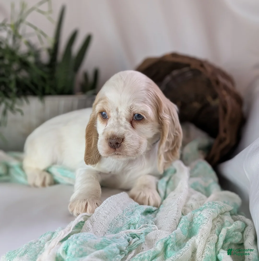 Cocker Spaniel dogs for sale: Zoey - Ad 8