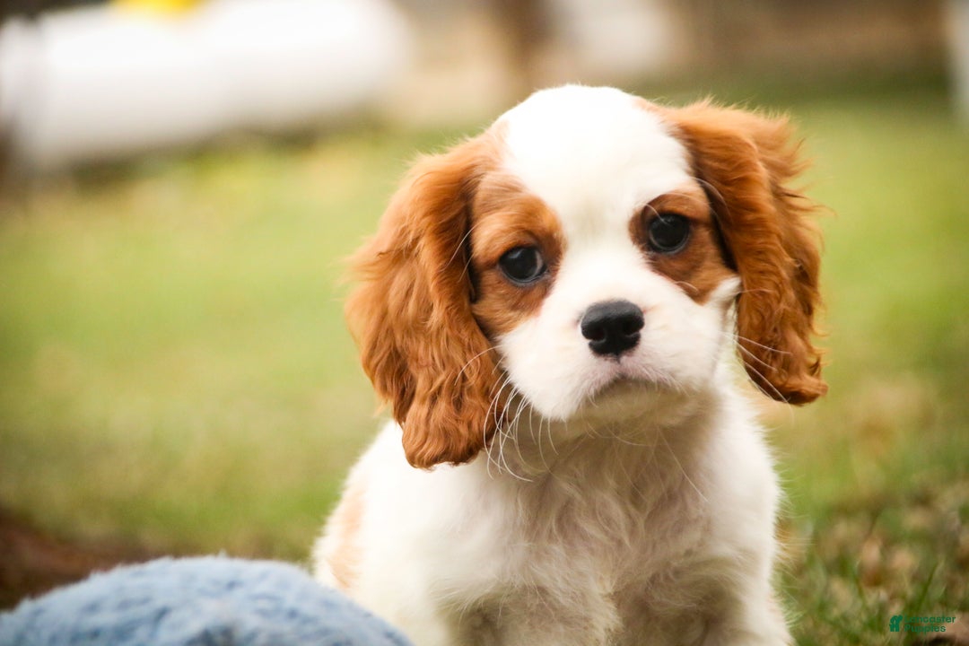 Cavalier King Charles Spaniel dogs for sale: Cody - Ad 3