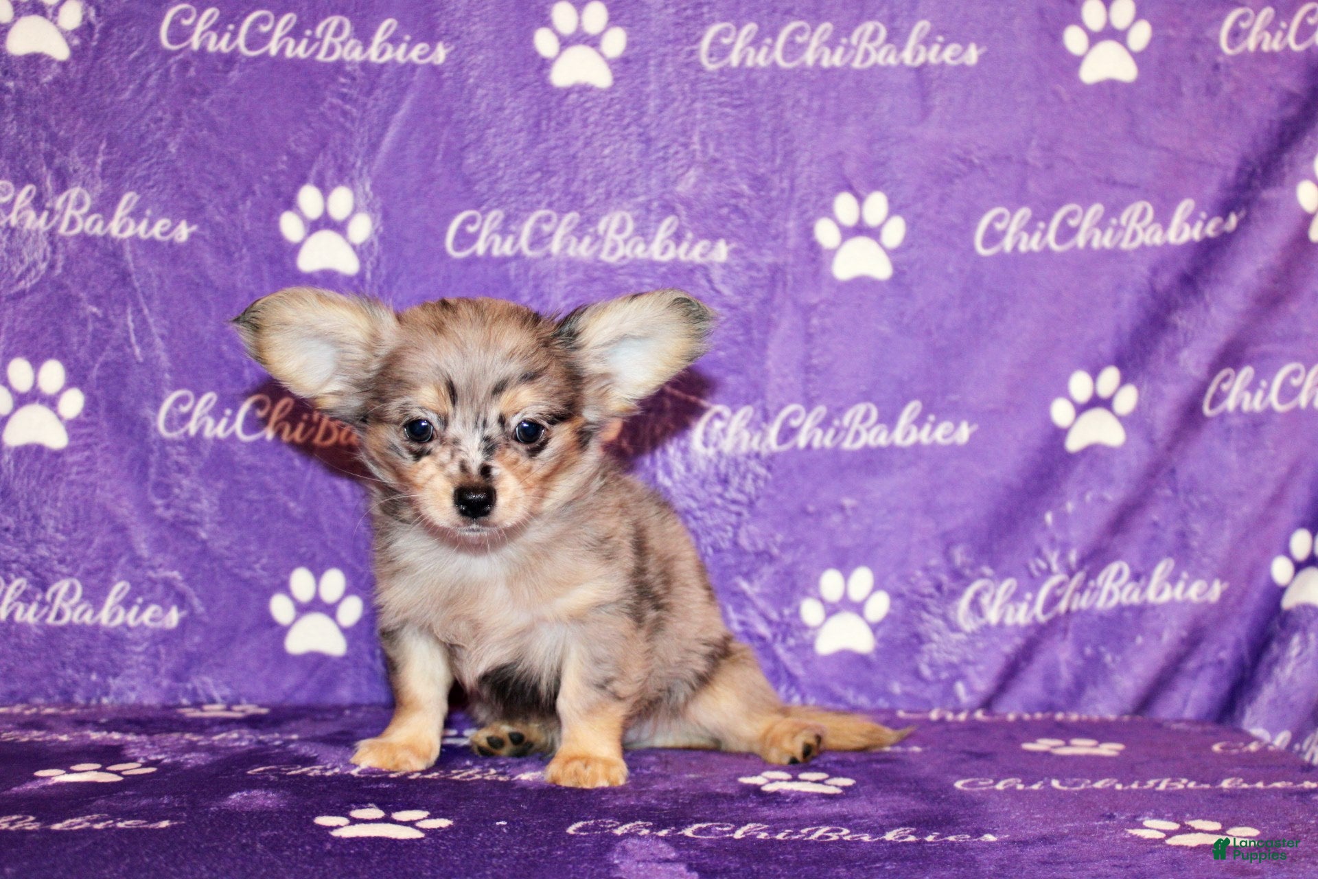 Chihuahua dogs Asa - Ad 34