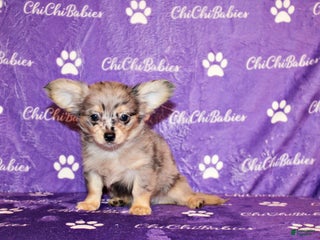 Chihuahua dogs Asa - Ad 34