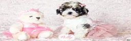 Cavapoo dogs for sale: Polly - Ad 12