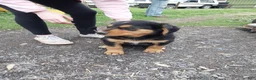 Mixed Breed dogs for sale: Mixed Breed Puppy 3 - Ad 3