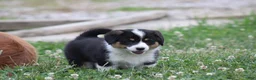 Mixed Breed dogs for sale: Sophia💗🐾 - Ad 1