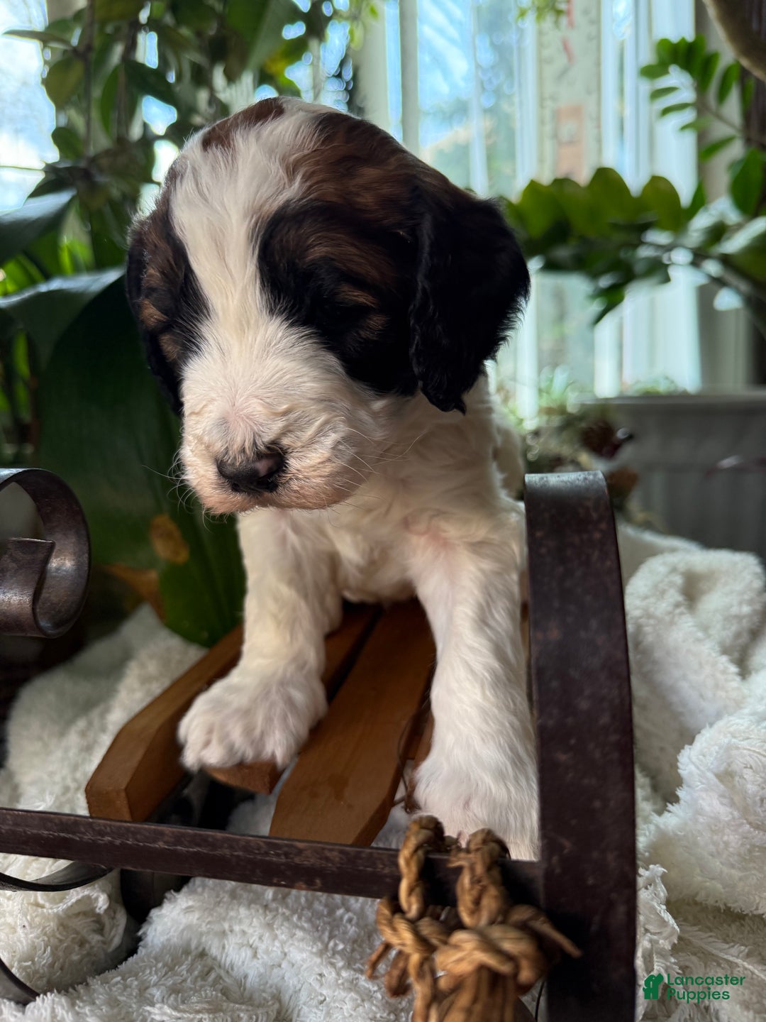 Saint Berdoodles dogs for sale: Banjo - Ad 3