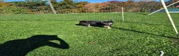 Shiba Inu dogs for sale: Boots - Ad 10
