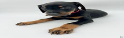 Doberman Pinscher dogs for sale: Purple - Ad 6