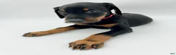 Doberman Pinscher dogs for sale: FULL AKC - Gray - Ad 14