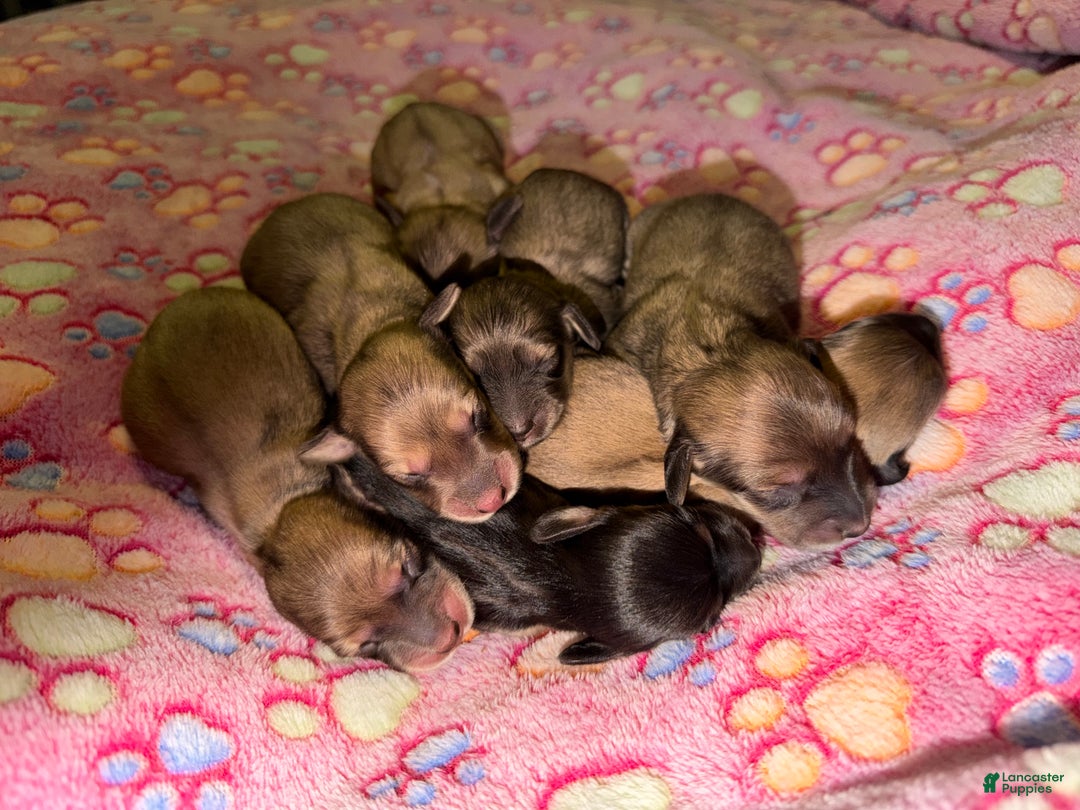 Miniature Dachshund dogs for sale: Cream - Ad 29