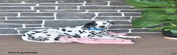 Dalmatian dogs for sale: Thunder - Ad 4