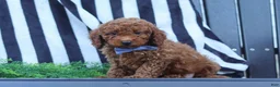 Miniature Poodle dogs for sale: Duke - Ad 5